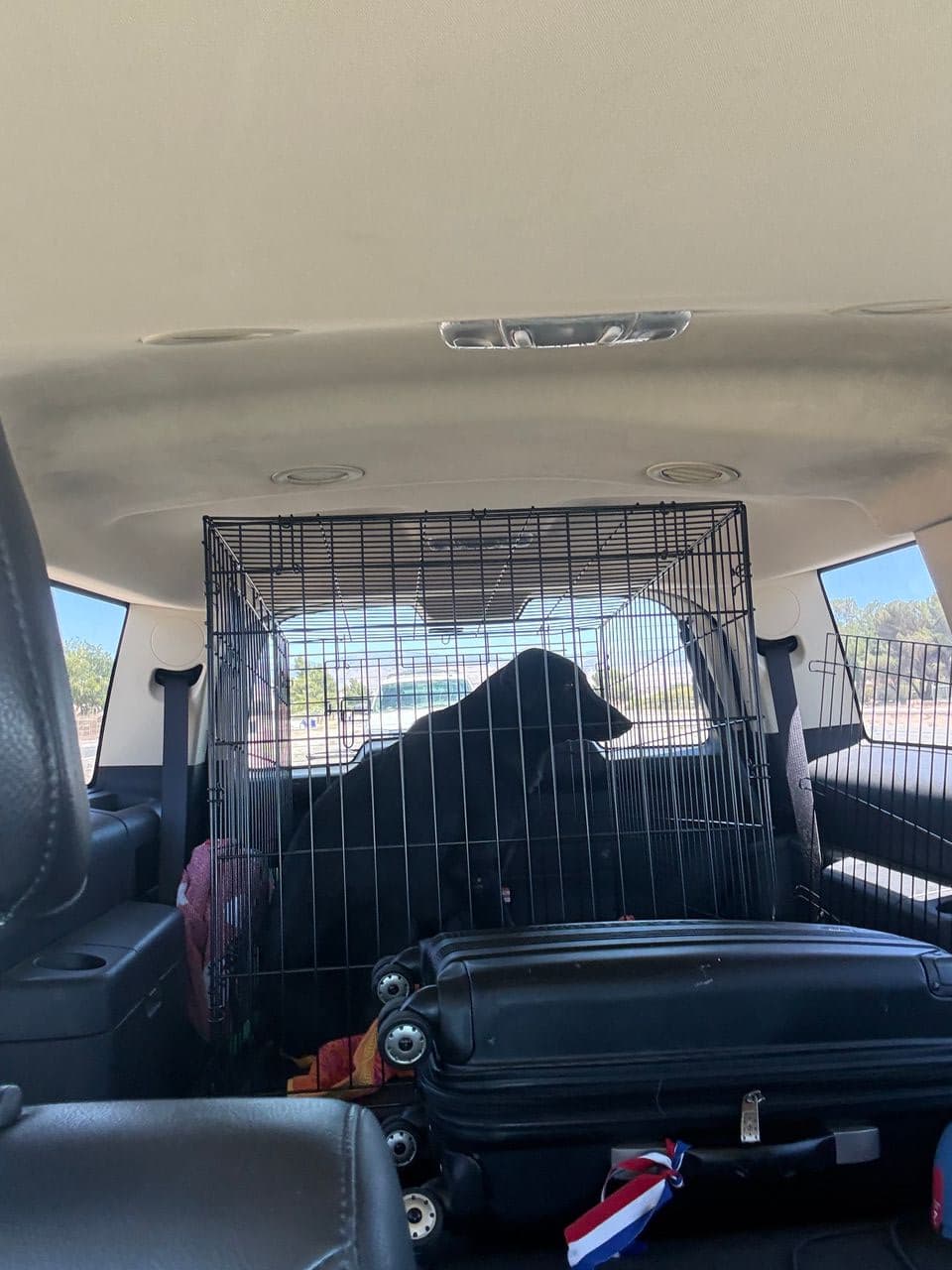 Pet travel photo 6