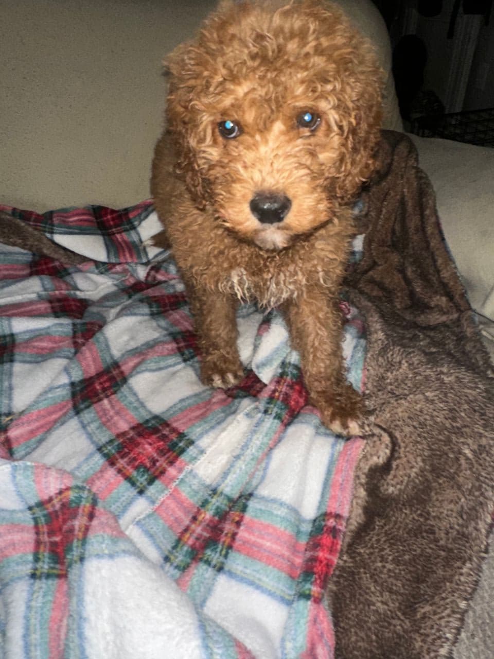 Pet travel photo 5