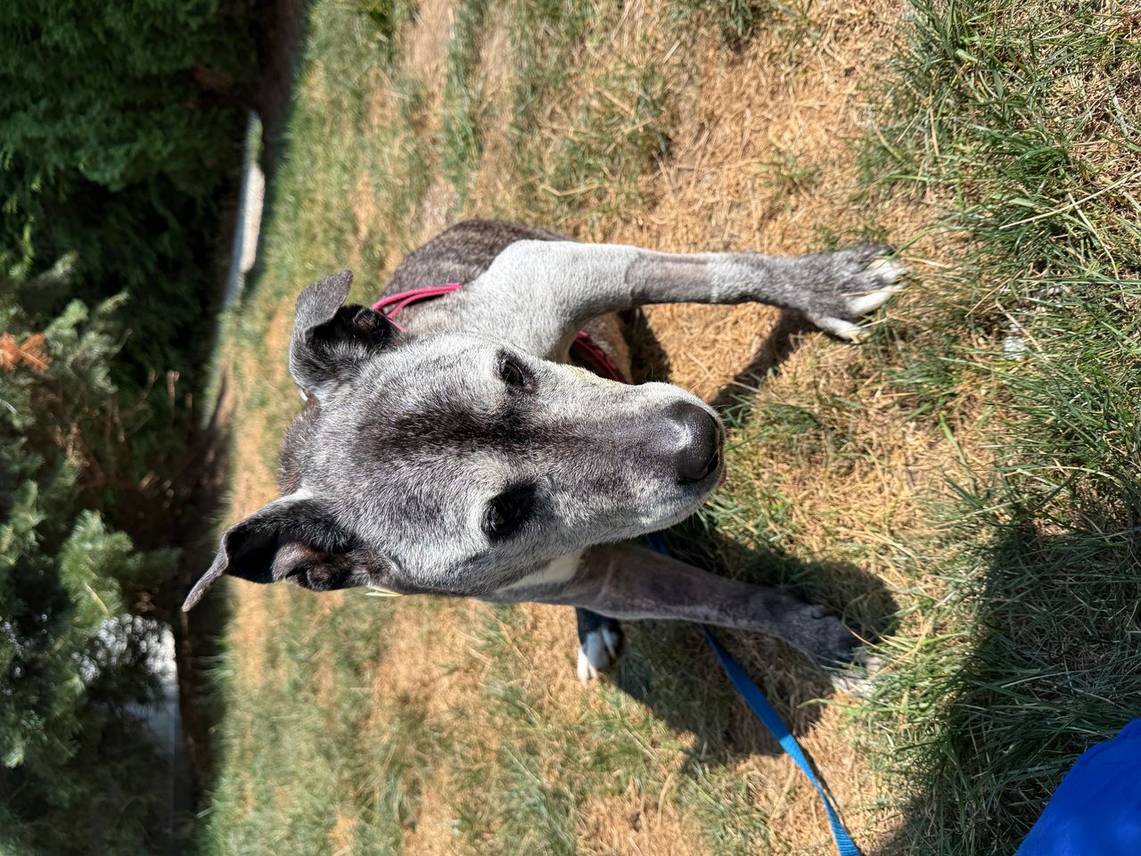 Pet travel photo 4
