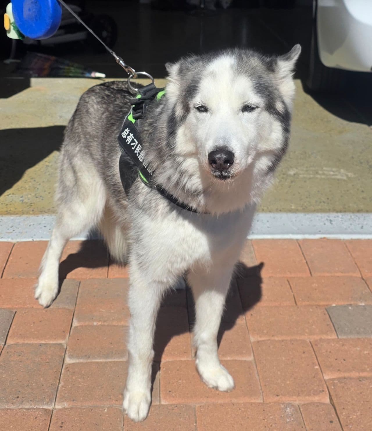 Pet travel photo 4