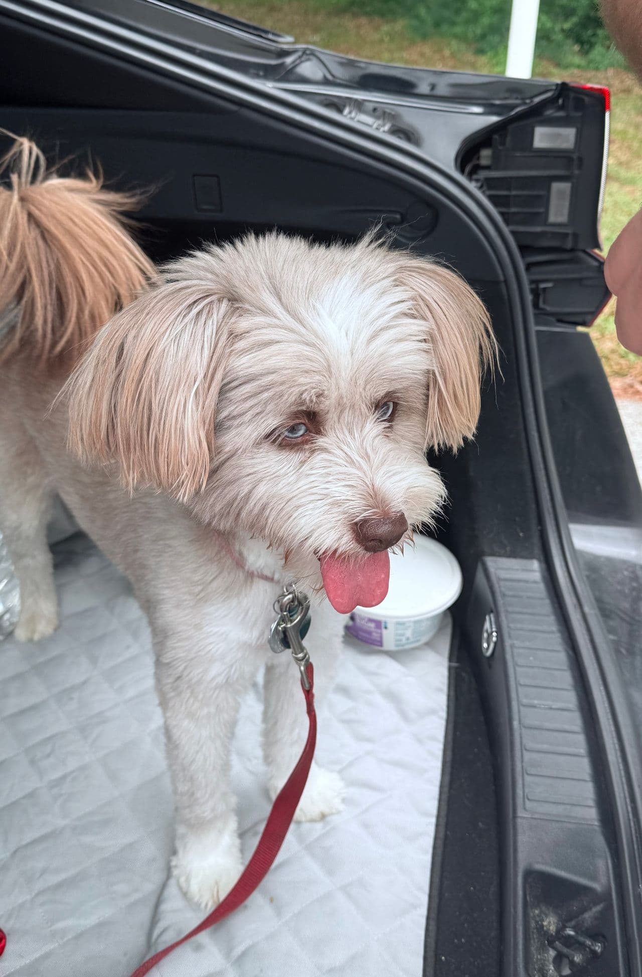 Pet travel photo 1