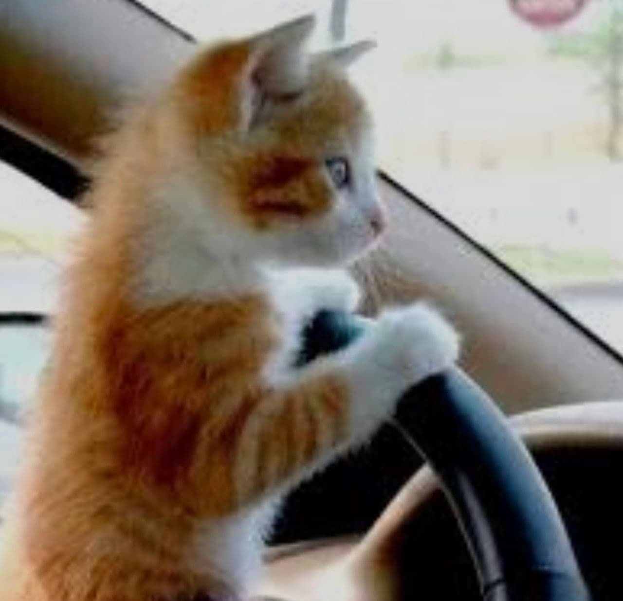 Pet travel photo 1