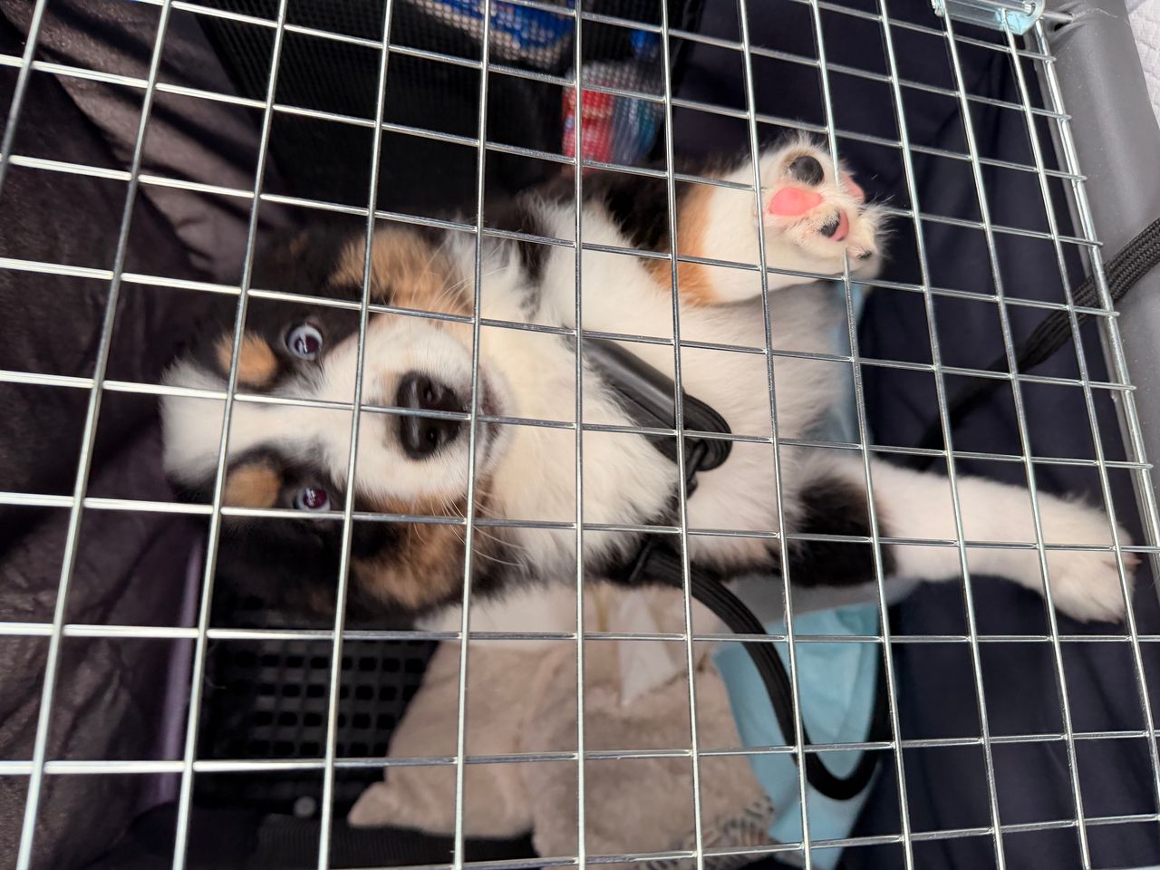 Pet travel photo 1