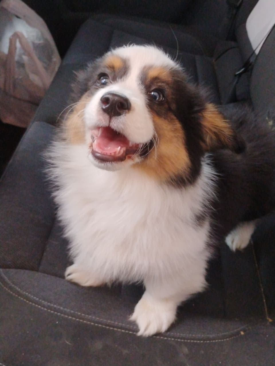 Pet travel photo 6
