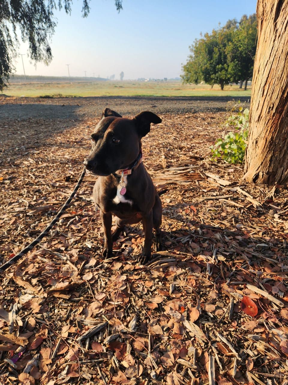 Pet travel photo 2