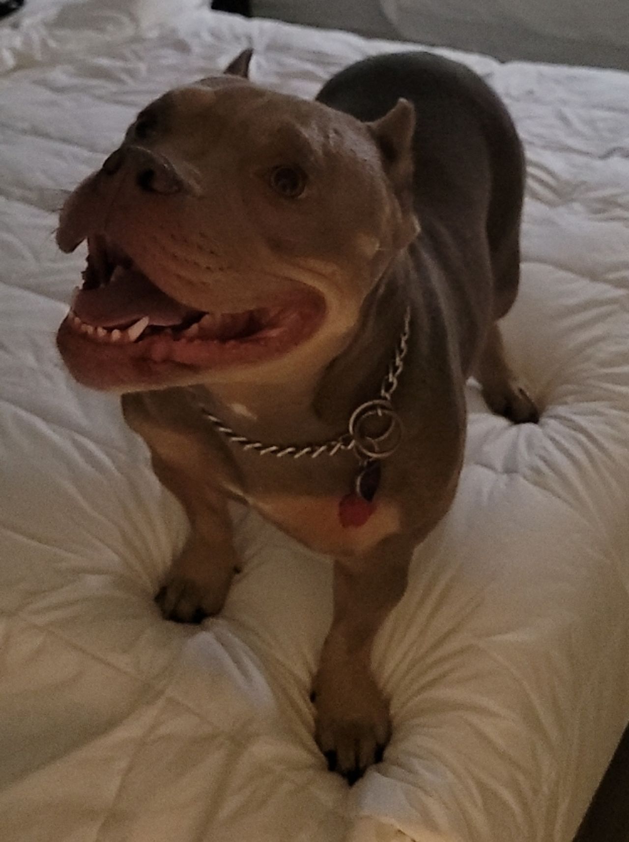 Pet travel photo 3