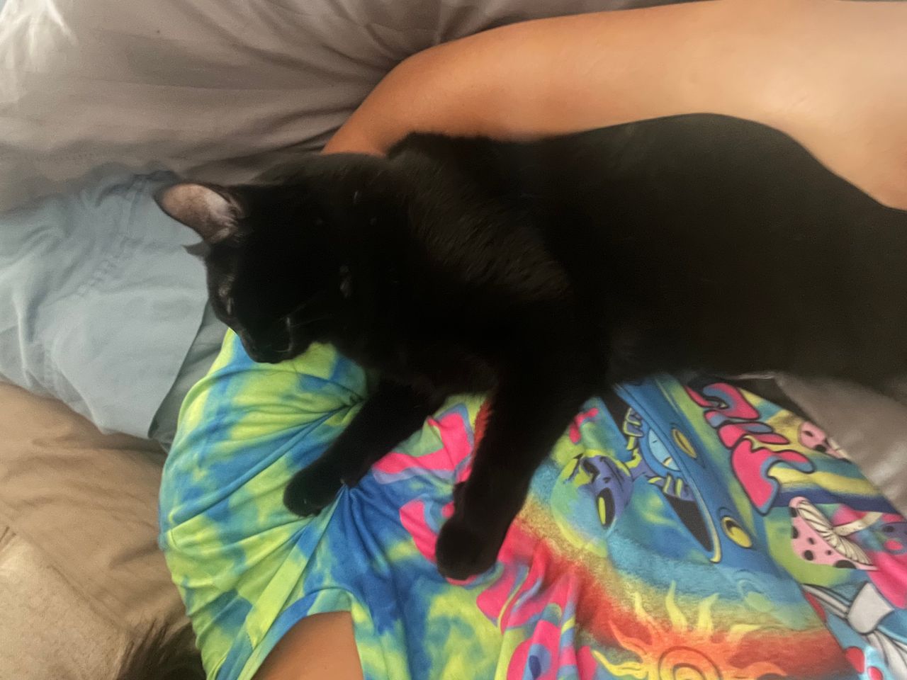 Pet travel photo 4