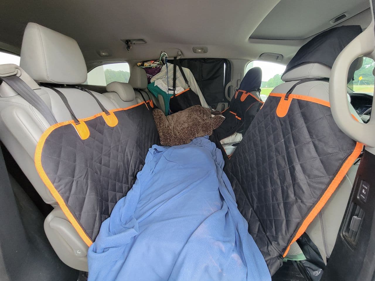 Pet travel photo 1