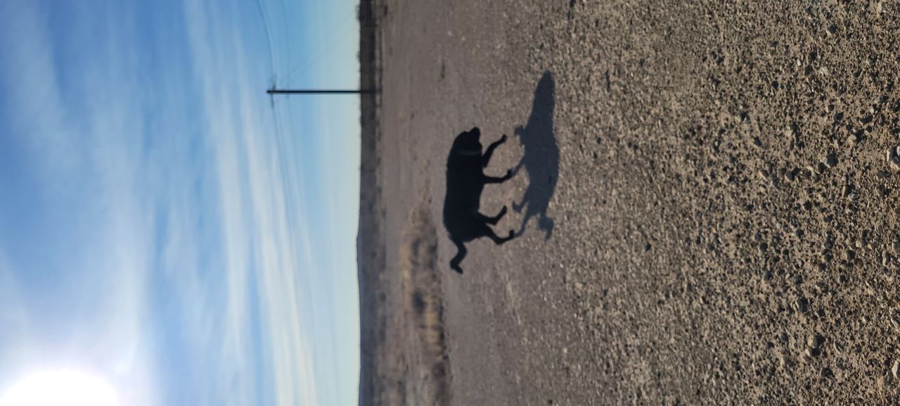 Pet travel photo 4