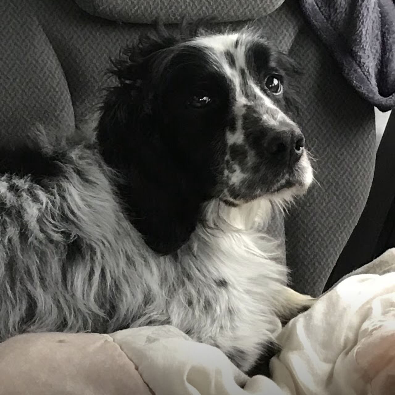 Pet travel photo 2