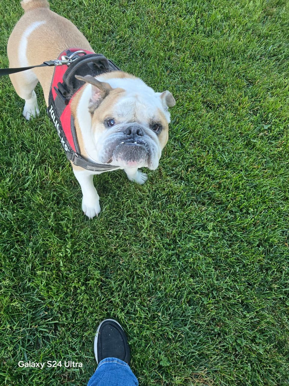 Pet travel photo 2
