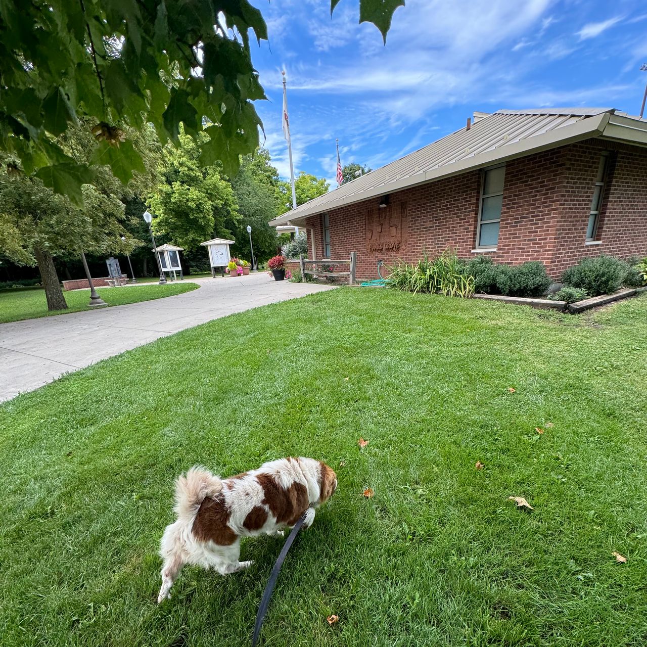 Pet travel photo 4