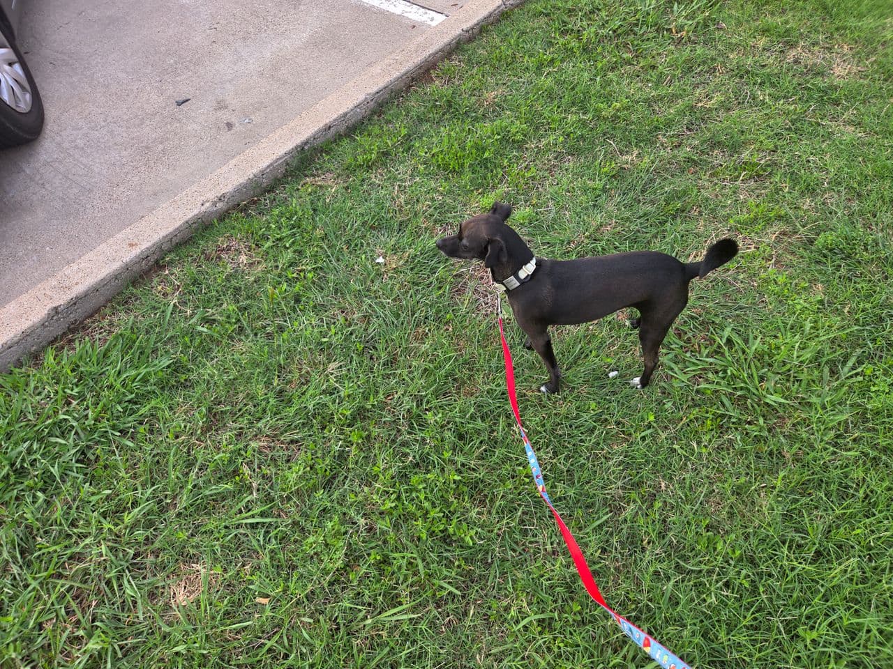Pet travel photo 1