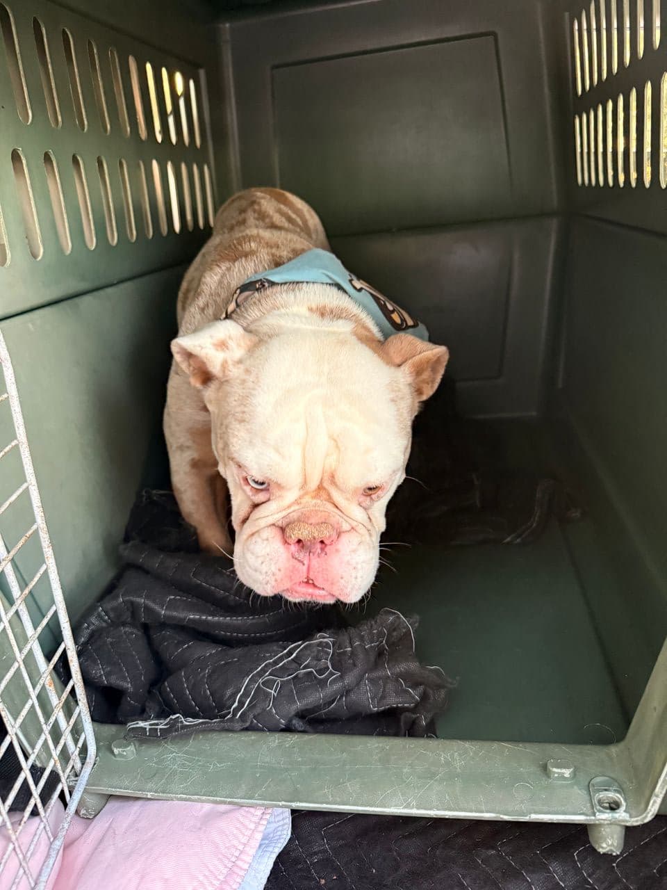 Pet travel photo 6