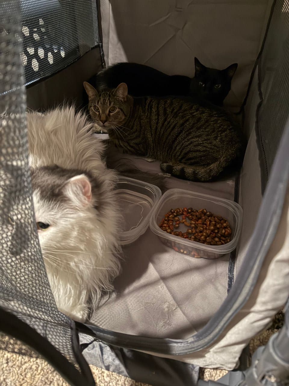 Pet travel photo 5