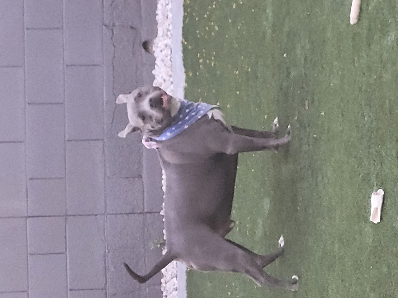 Pet travel photo 2