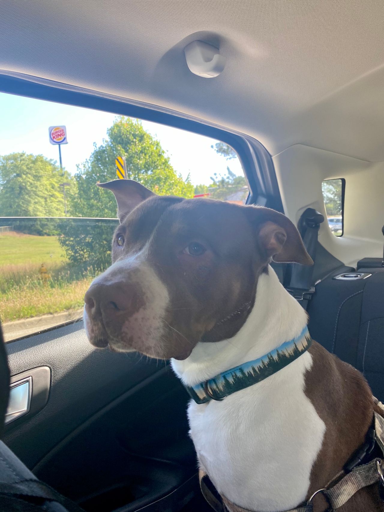 Pet travel photo 5