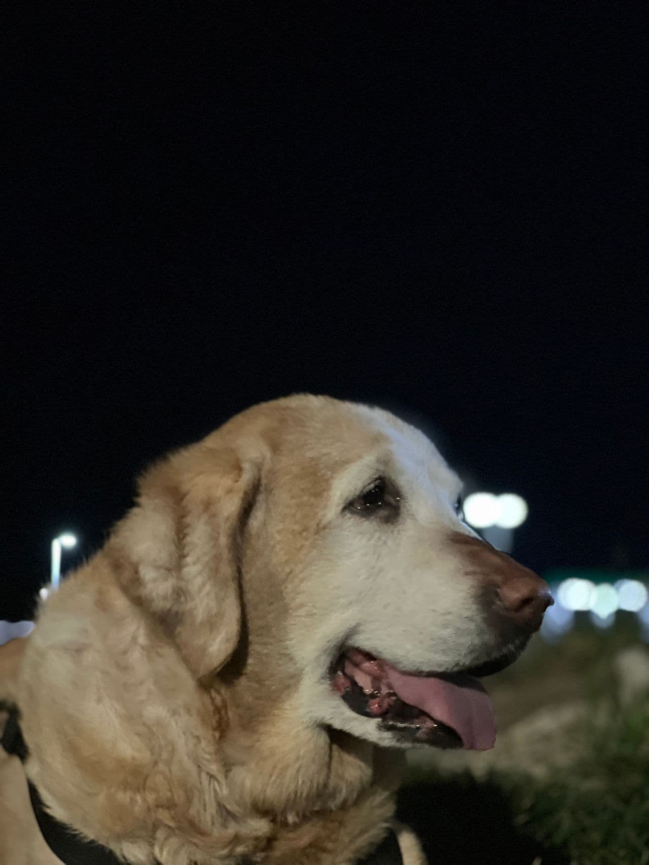 Pet travel photo 6