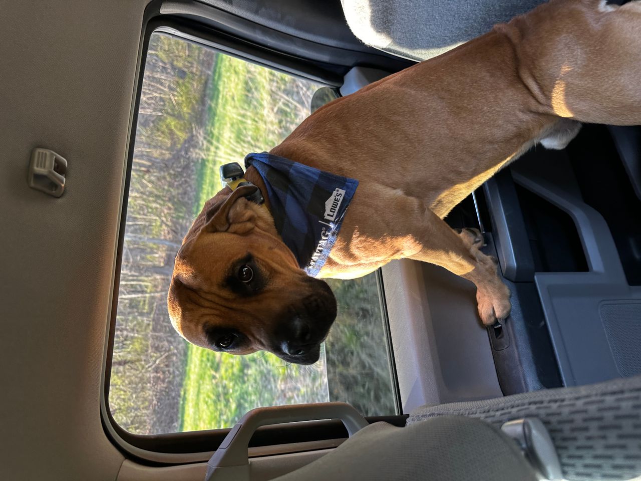Pet travel photo 6