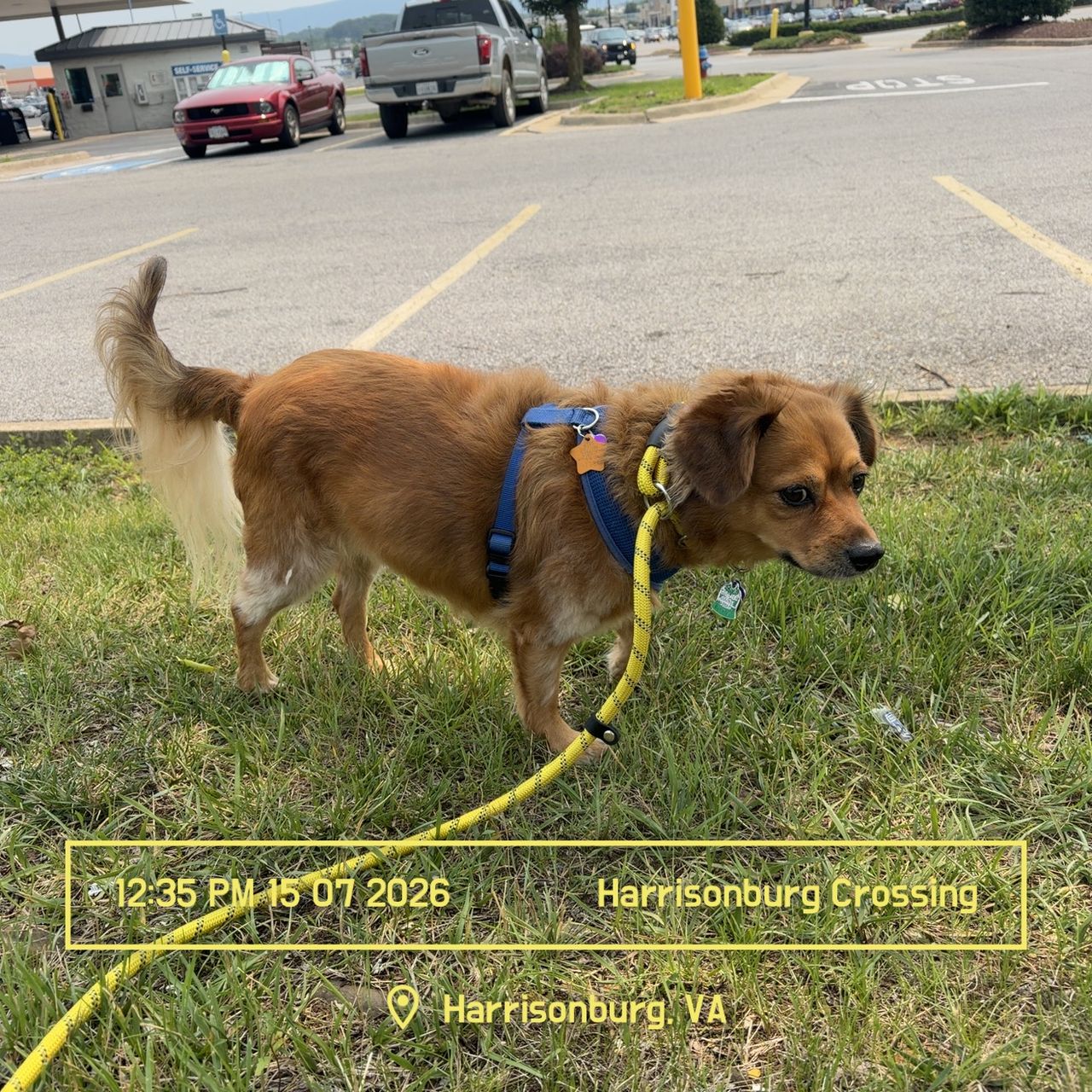 Pet travel photo 4