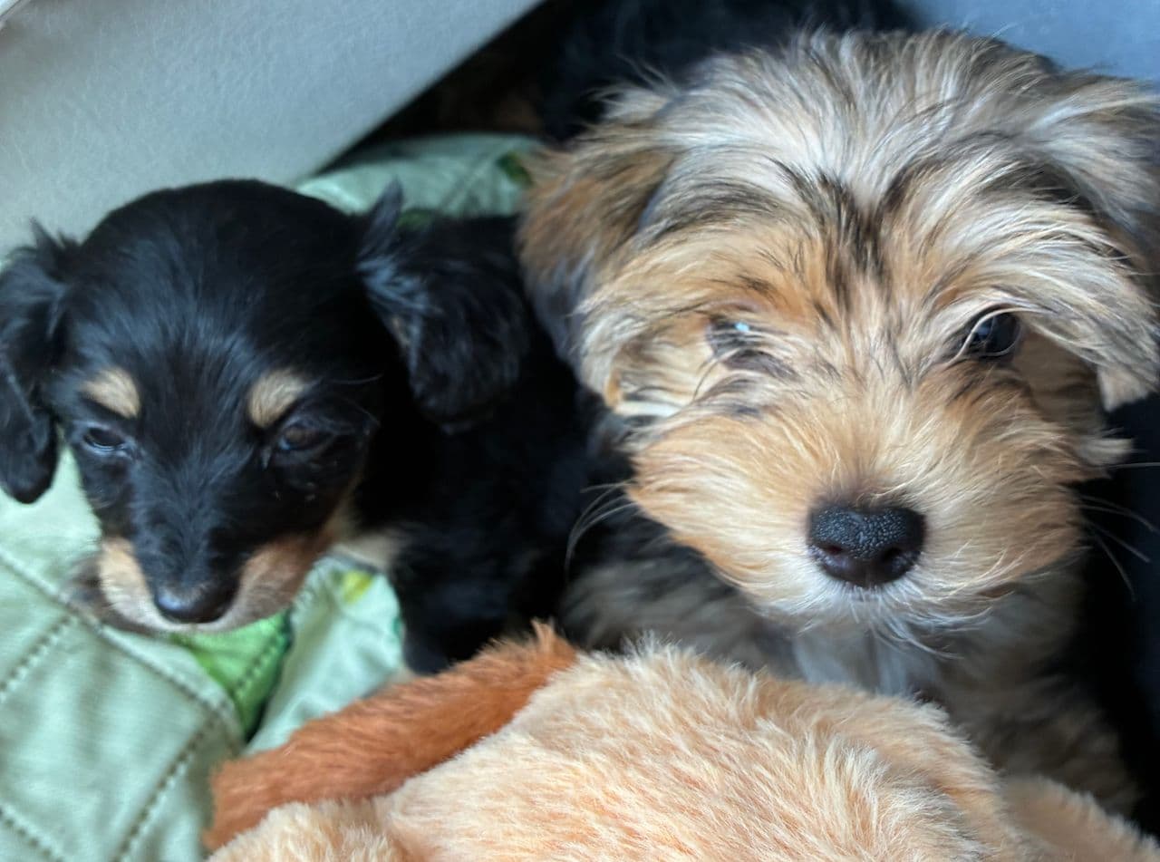Pet travel photo 4