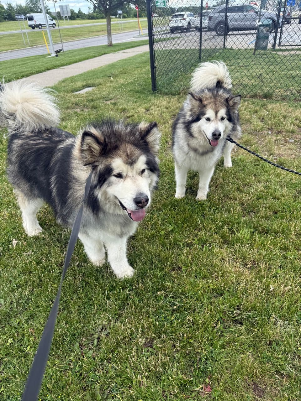 Pet travel photo 2