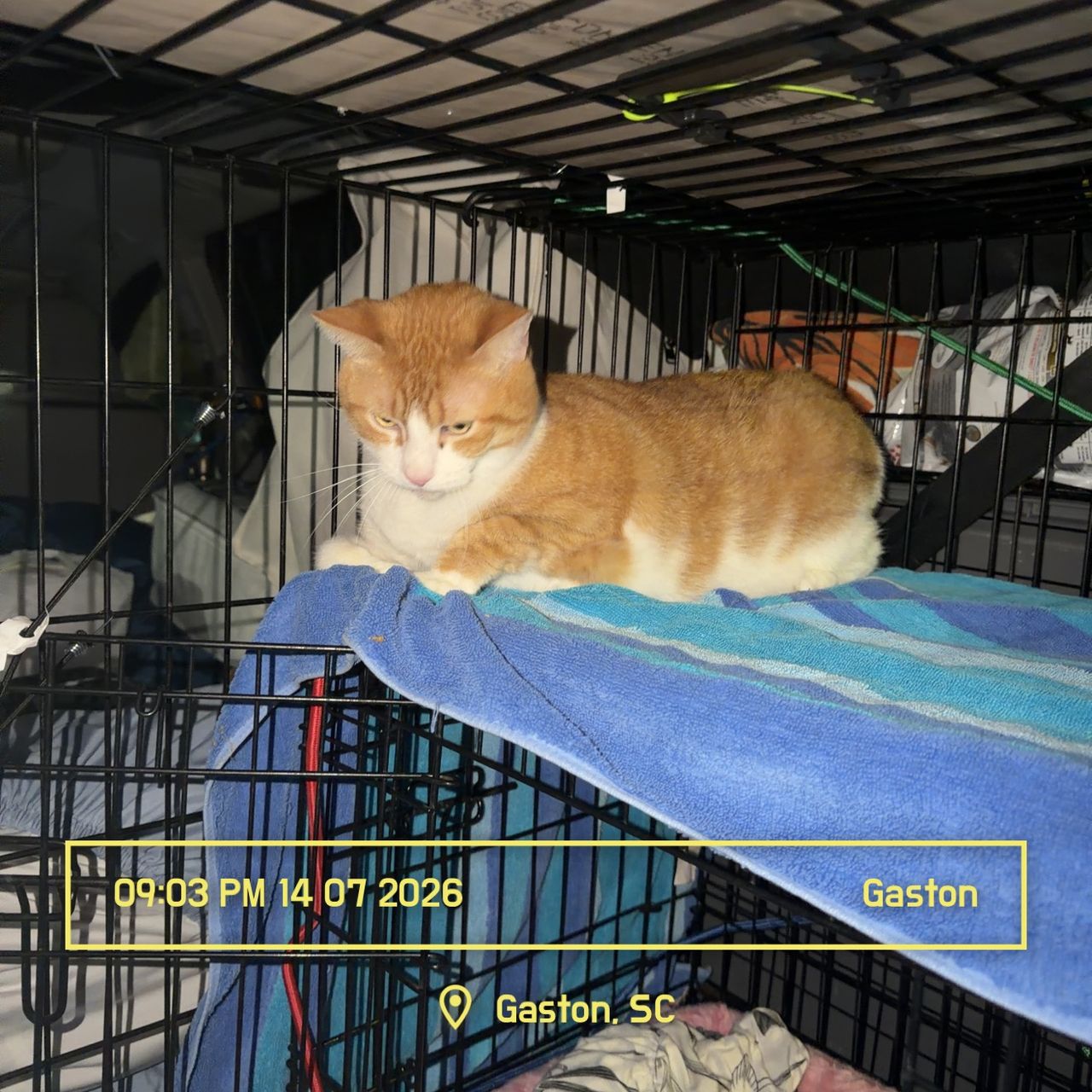 Pet travel photo 1
