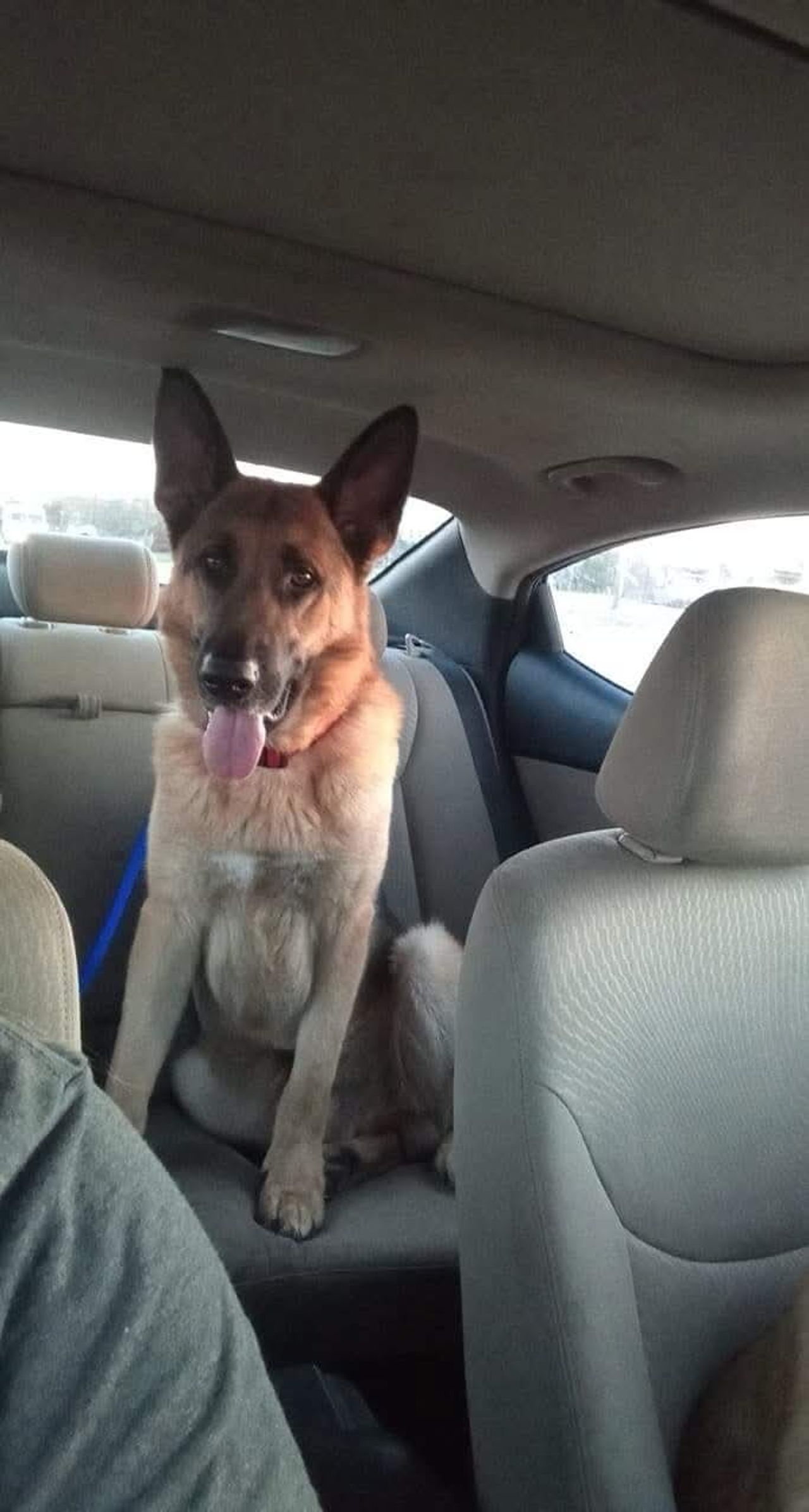 Pet travel photo 4