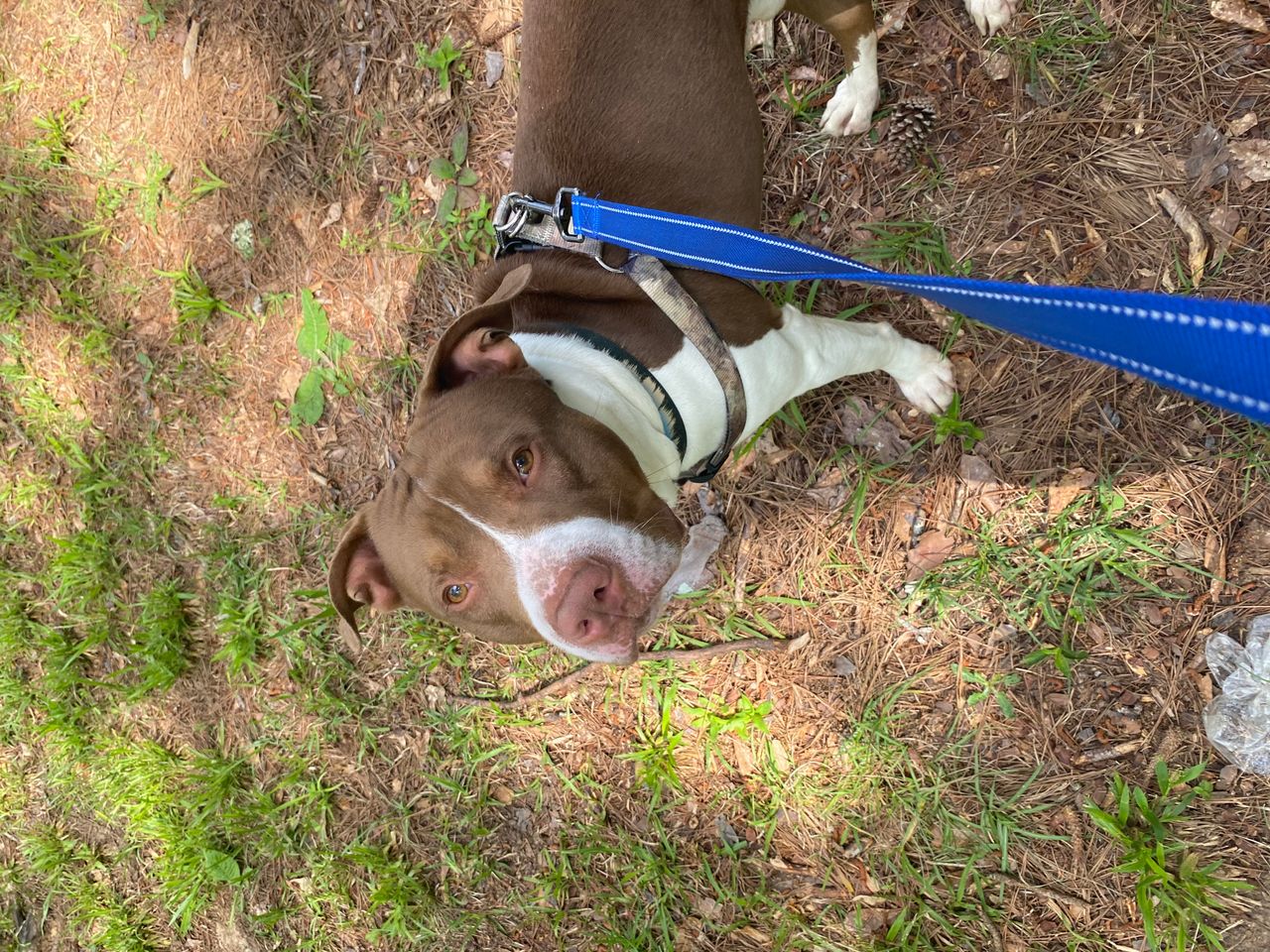 Pet travel photo 3