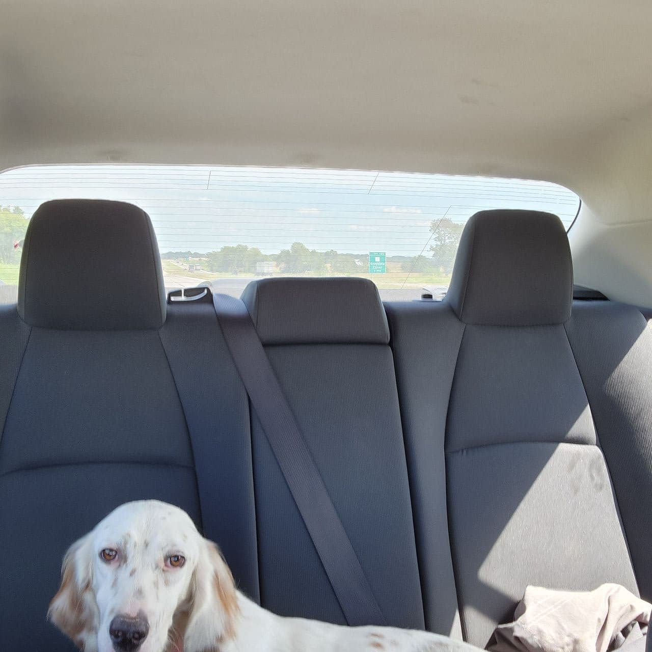 Pet travel photo 2