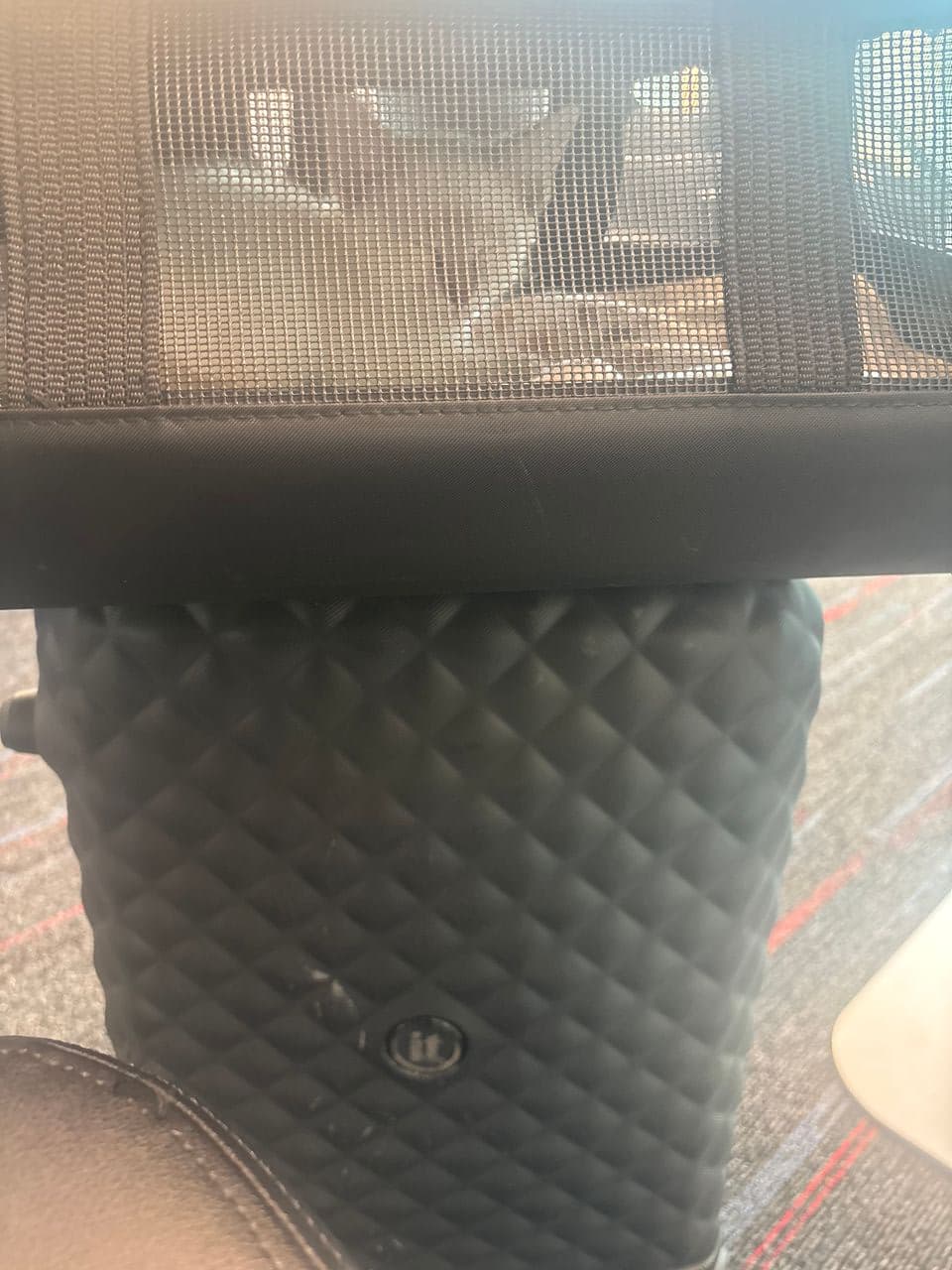 Pet travel photo 6