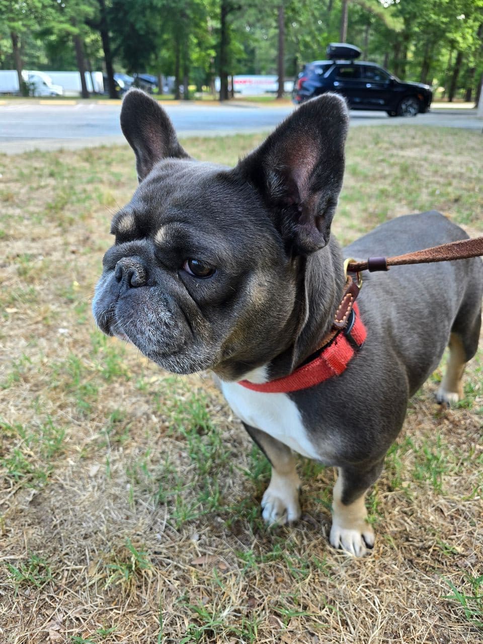 Pet travel photo 2