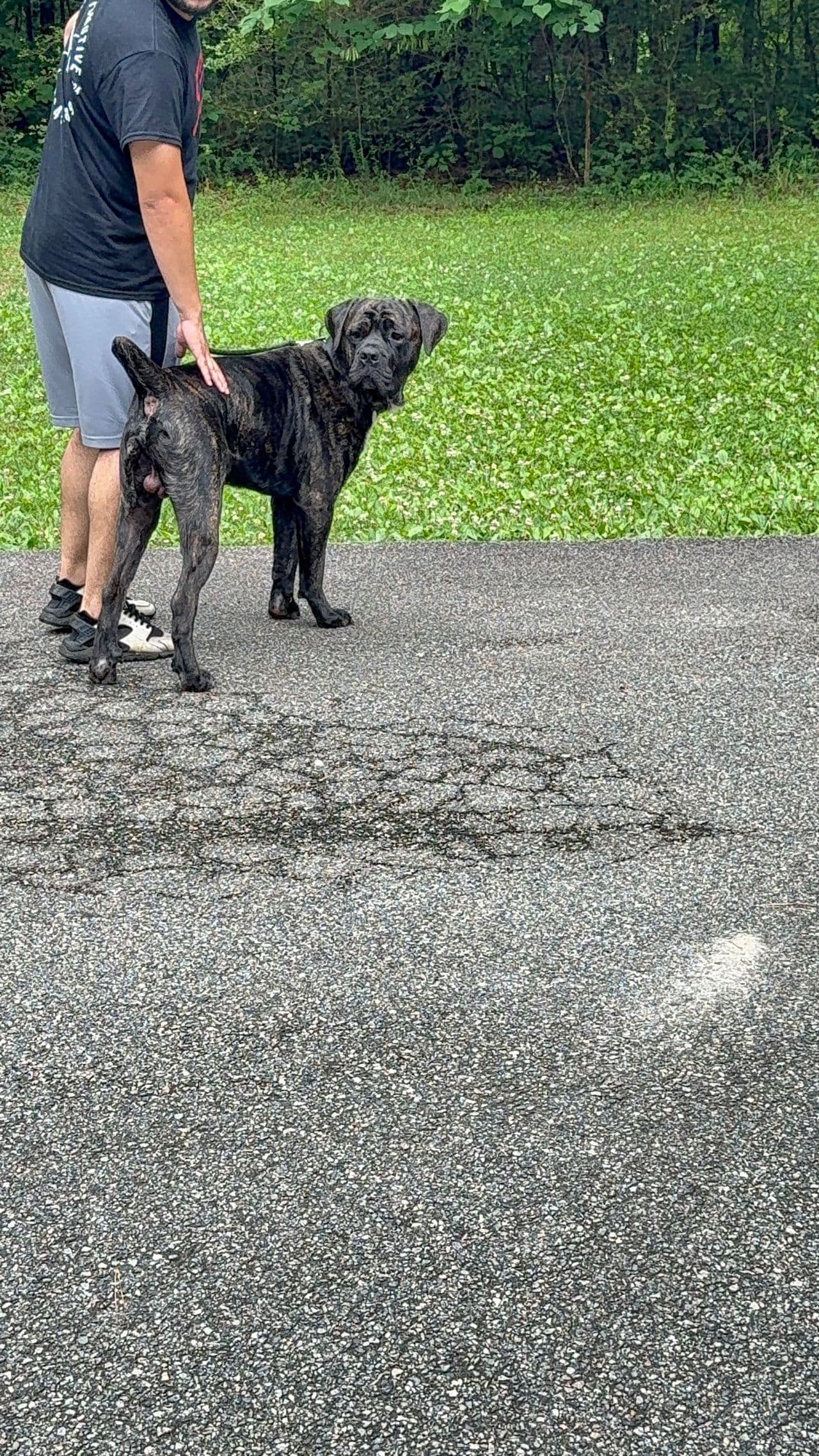 Pet travel photo 2