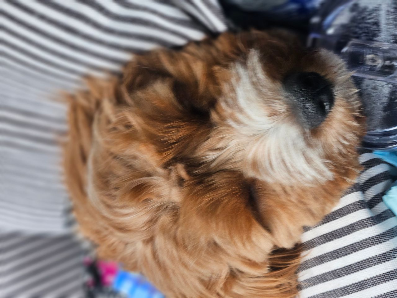 Pet travel photo 6