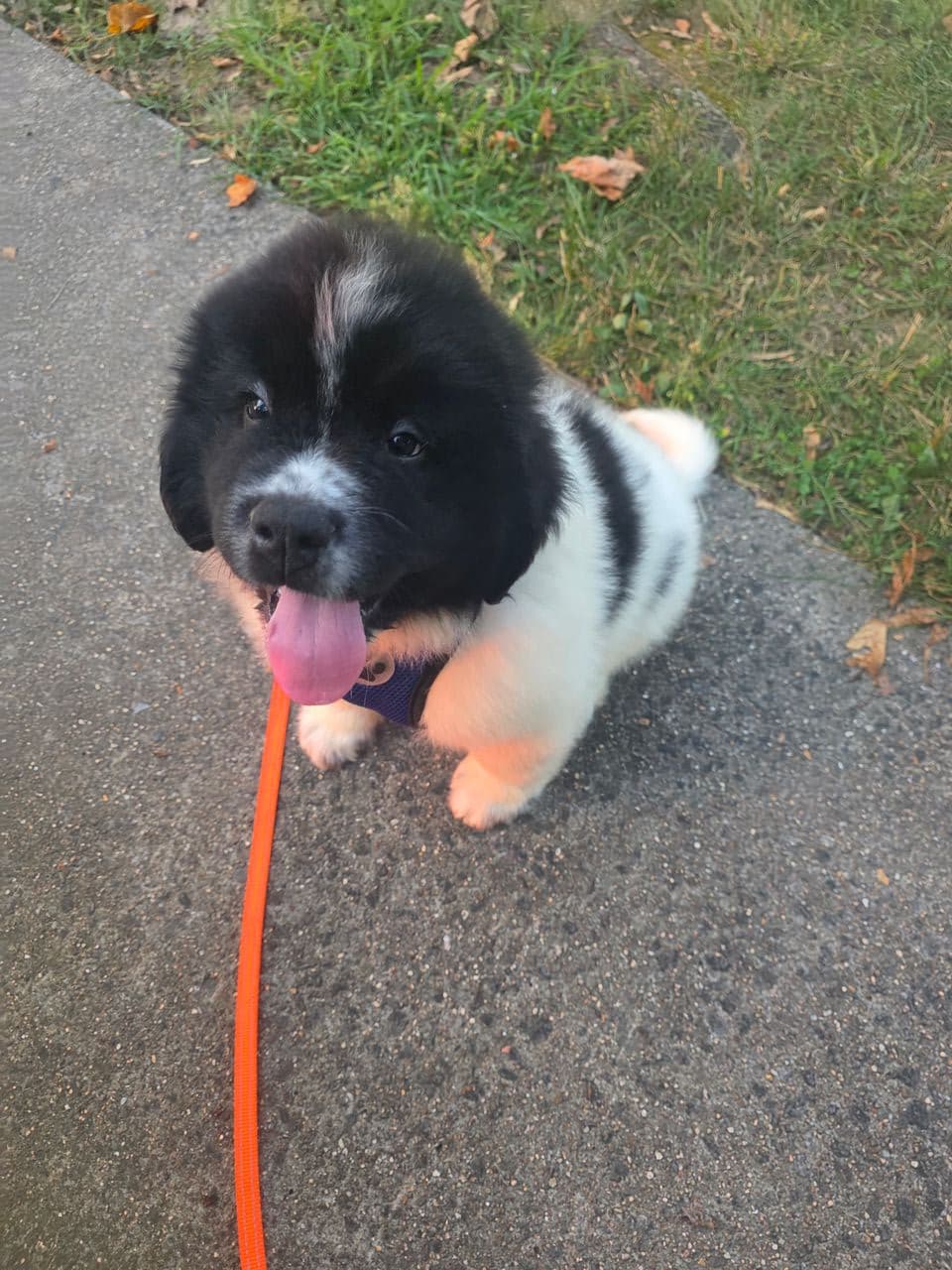 Pet travel photo 1