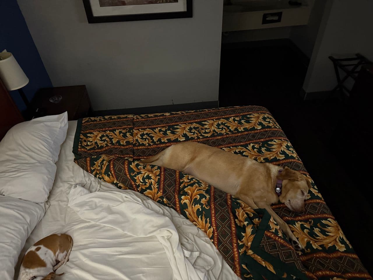 Pet travel photo 1