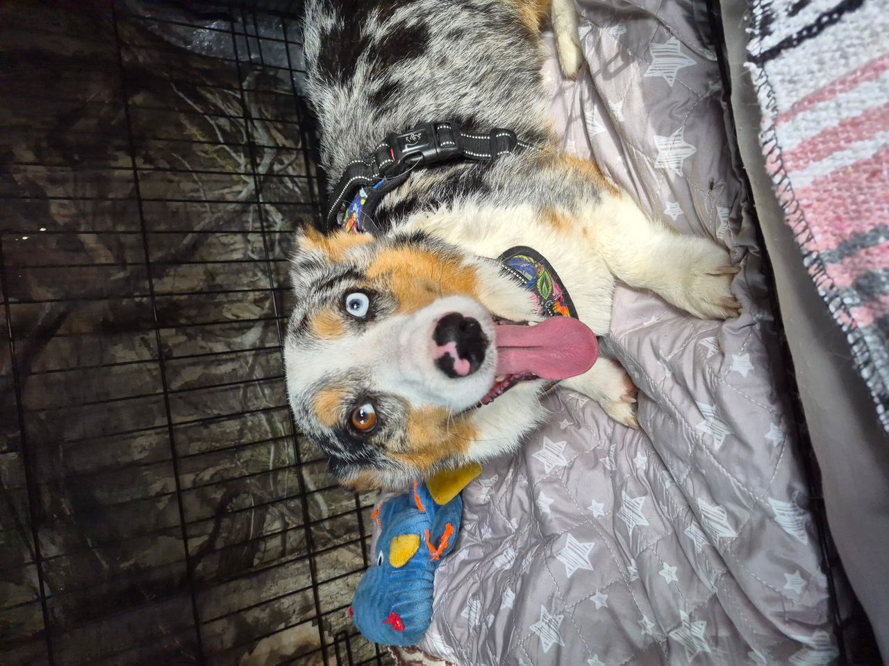 Pet travel photo 4