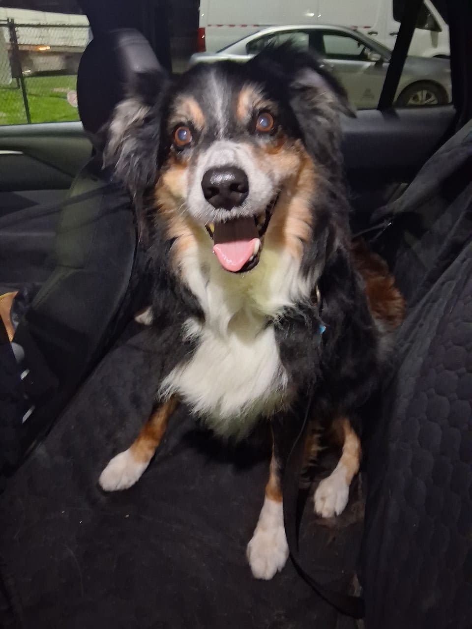 Pet travel photo 1