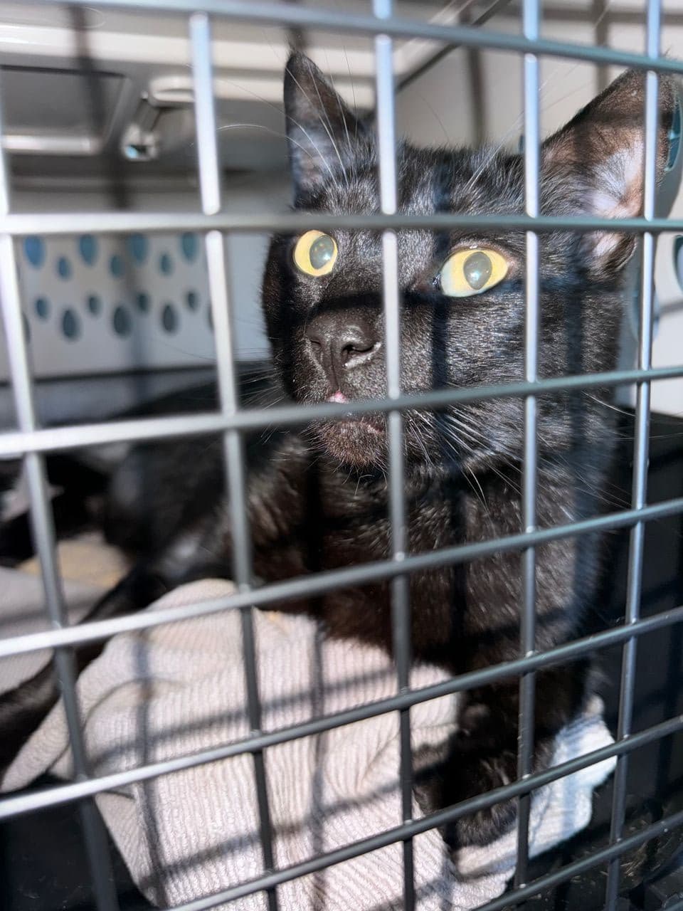 Pet travel photo 4