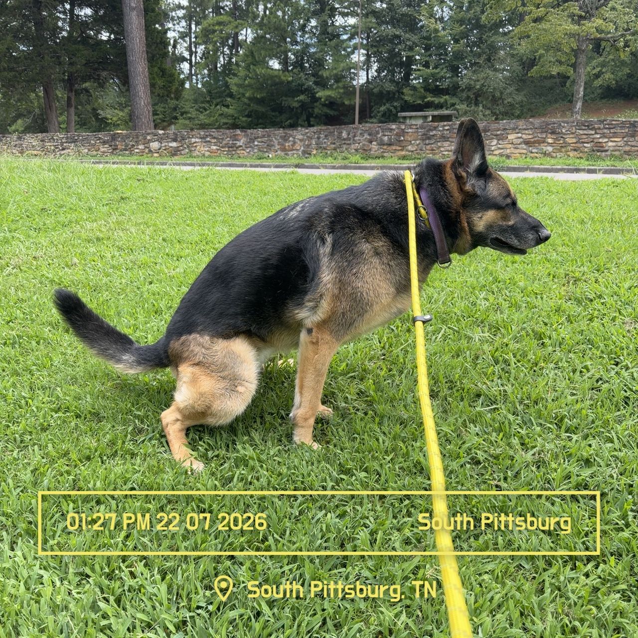 Pet travel photo 3