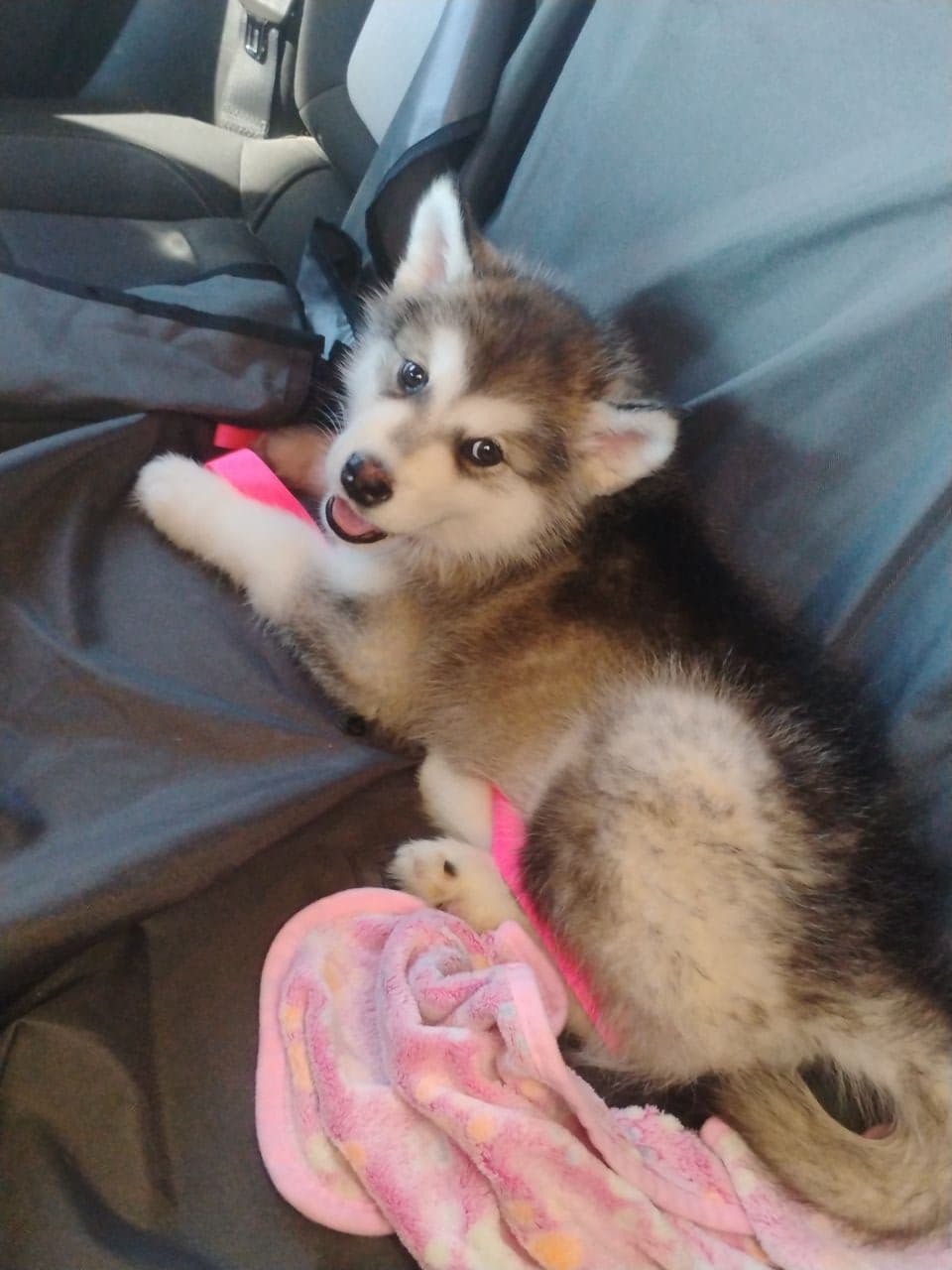 Pet travel photo 2