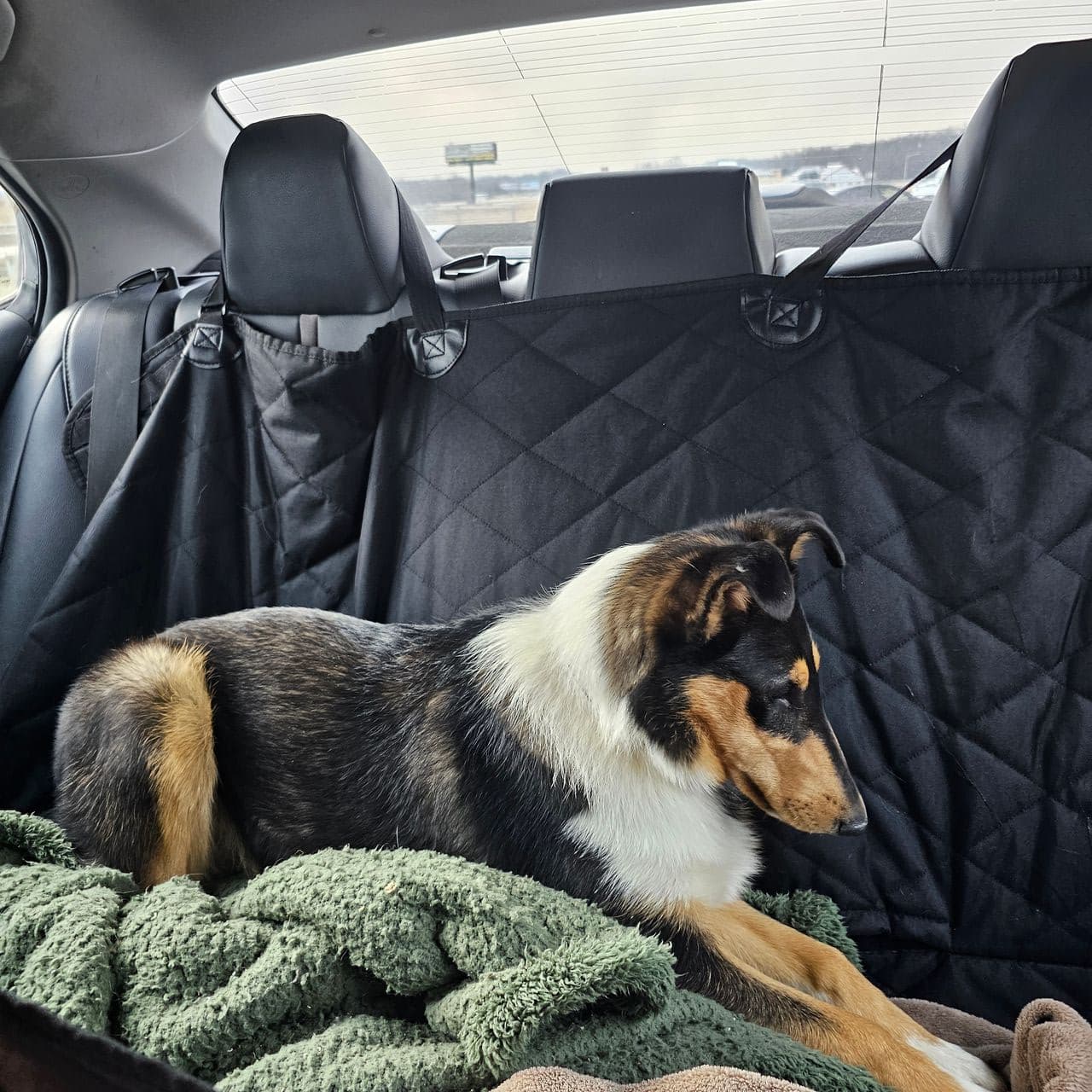 Pet travel photo 6