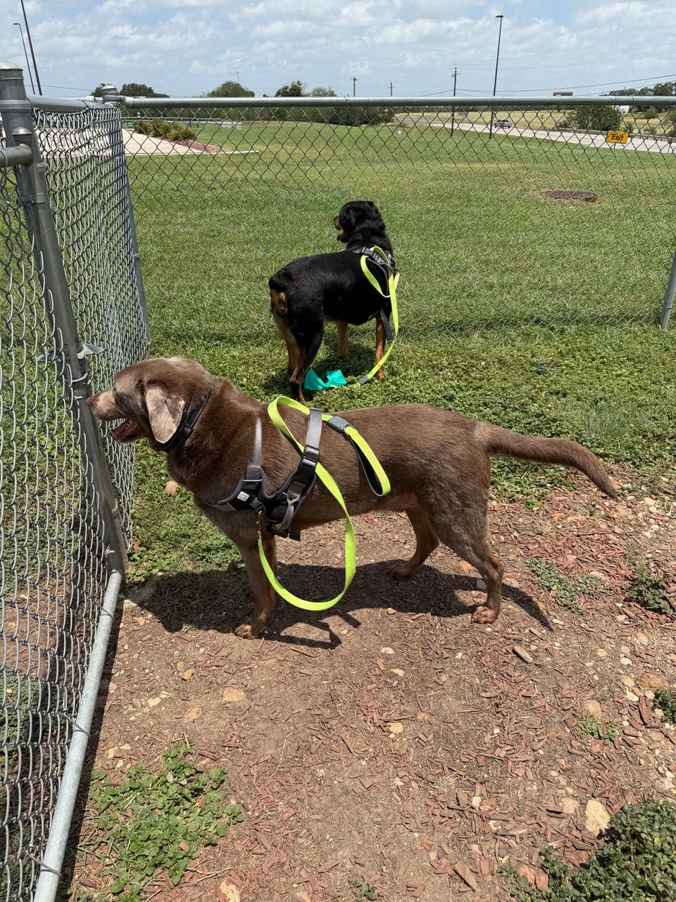 Pet travel photo 3