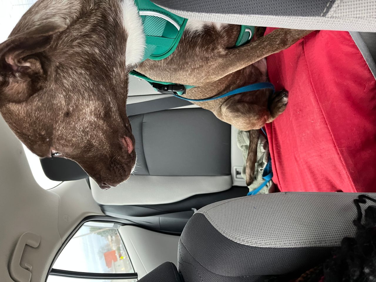 Pet travel photo 3