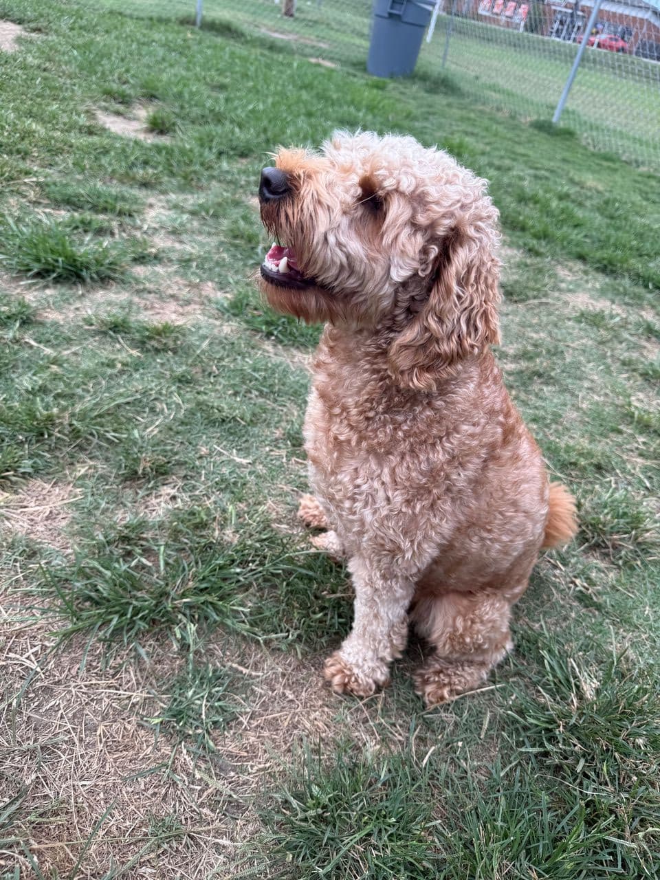 Pet travel photo 1