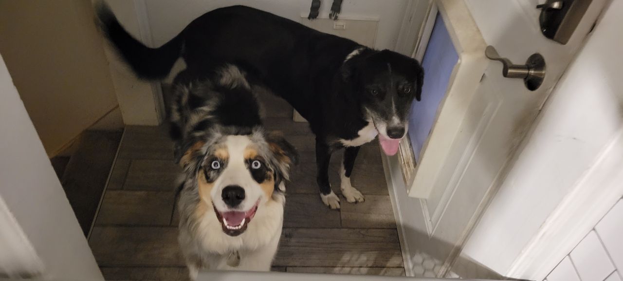 Pet travel photo 4