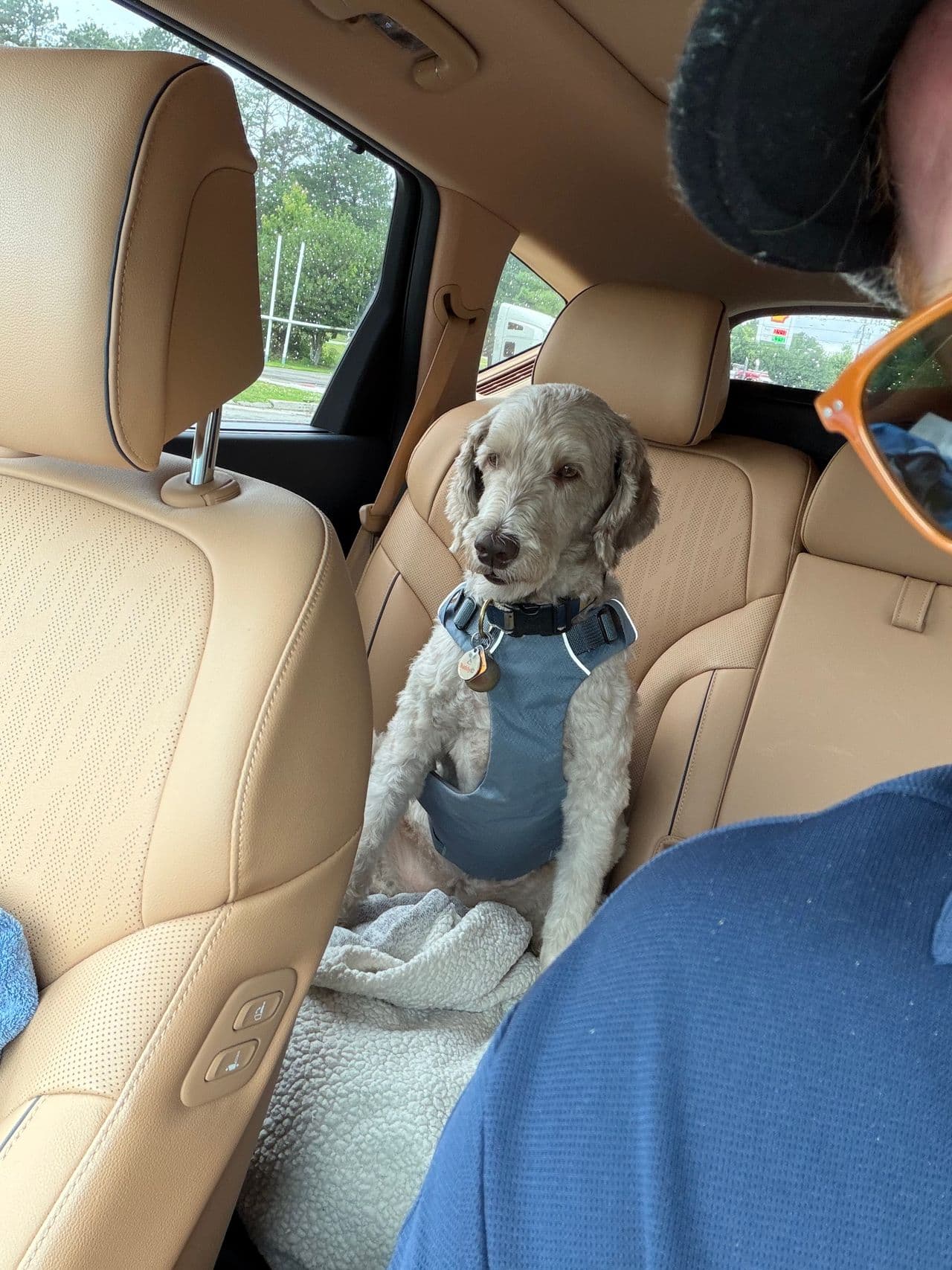 Pet travel photo 3
