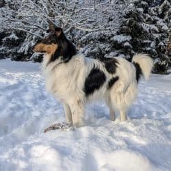 Rough Collie named Hank