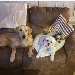 Labrador Retriever, Schicions named Ollie, Bonnie, Penny