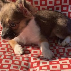 Chihuahua named Ruby
